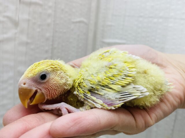 コザクラインコ（小桜インコ）