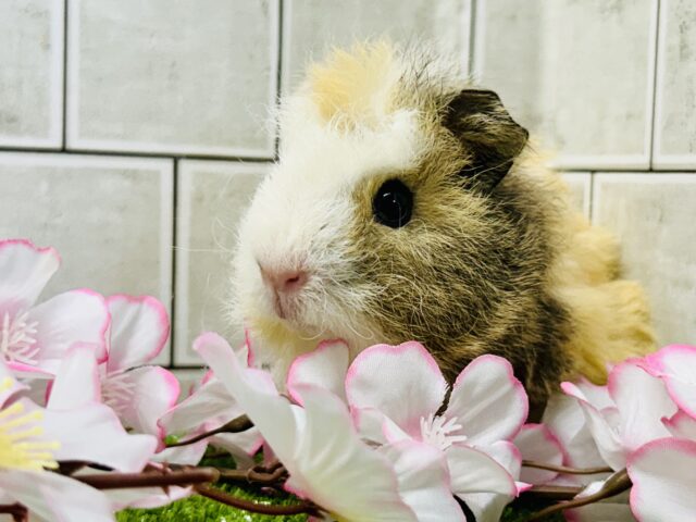 テッセルモルモット