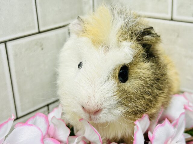 テッセルモルモット