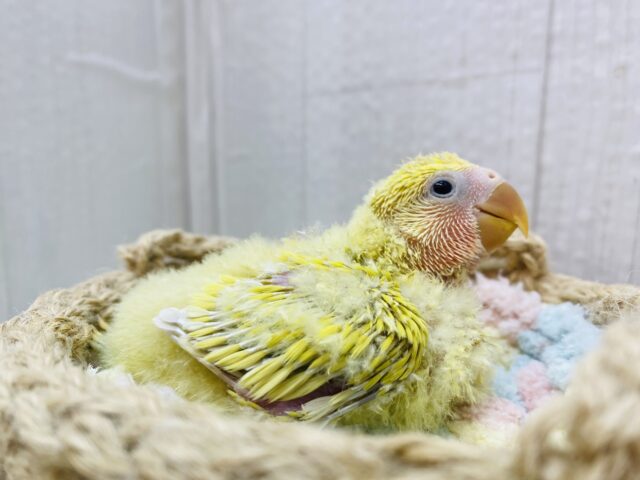 コザクラインコ（小桜インコ）