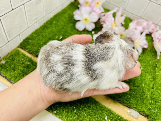 イングリッシュモルモット