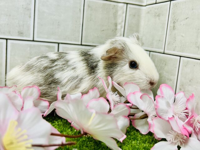 イングリッシュモルモット