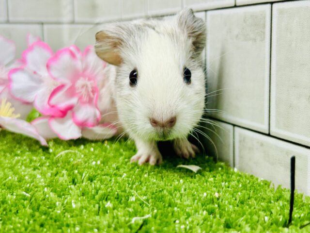 イングリッシュモルモット