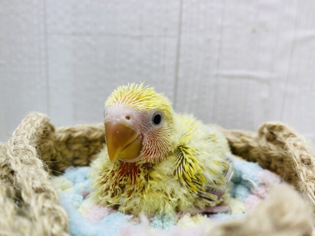 コザクラインコ（小桜インコ）