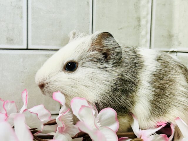 イングリッシュモルモット