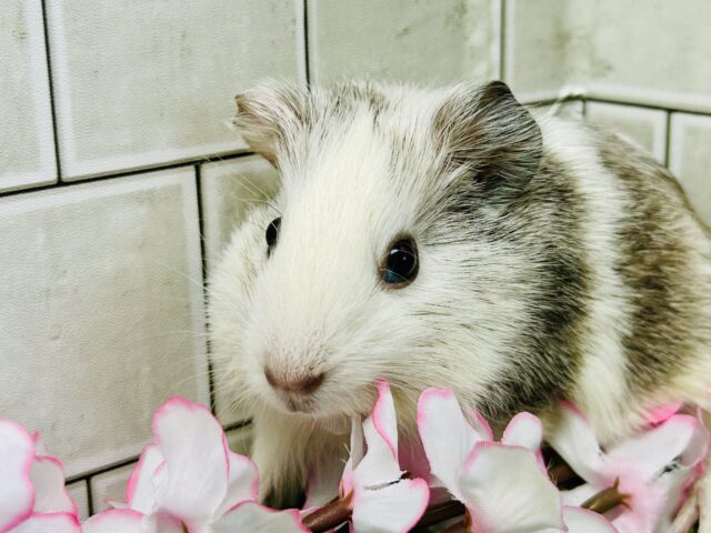 イングリッシュモルモット