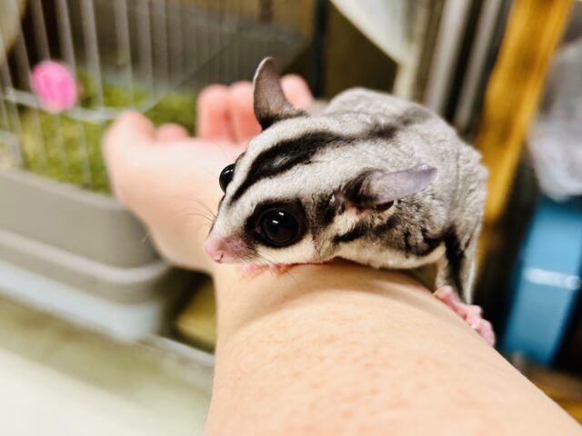 フクロモモンガ