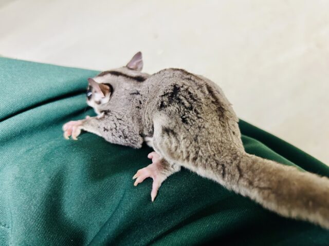 フクロモモンガ