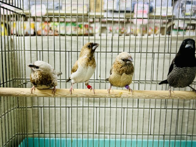 ヨーロッパ十姉妹