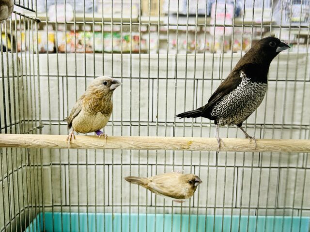 ヨーロッパ十姉妹