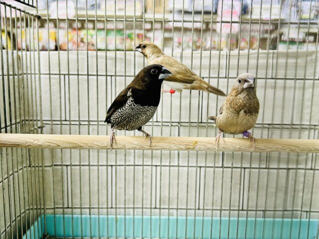 ヨーロッパ十姉妹