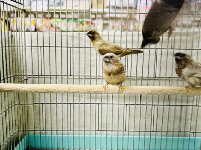 ヨーロッパ十姉妹