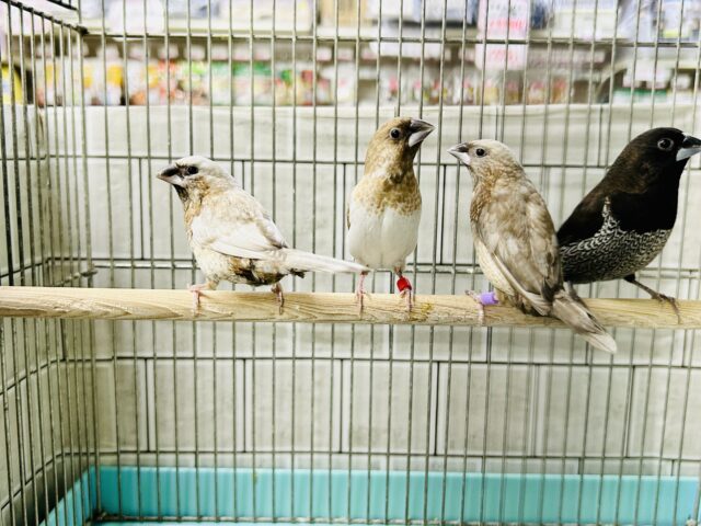 ヨーロッパ十姉妹