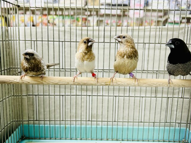 ヨーロッパ十姉妹