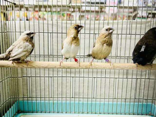 ヨーロッパ十姉妹