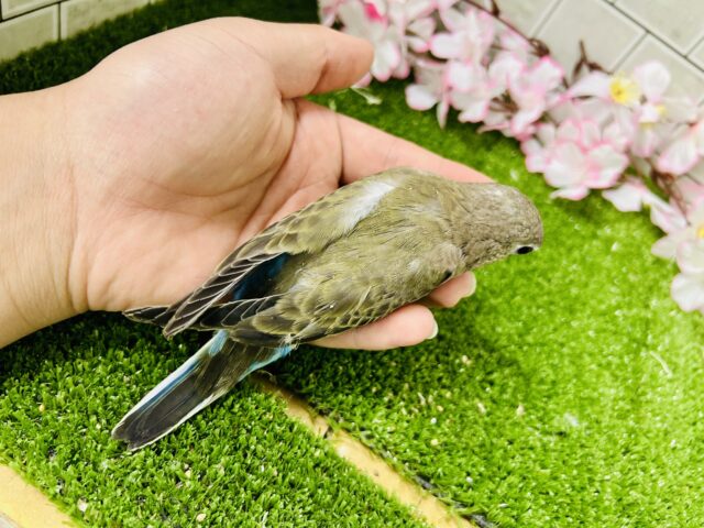 アキクサインコ（秋草インコ）