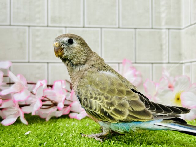 アキクサインコ（秋草インコ）