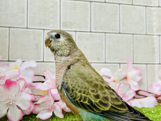 アキクサインコ（秋草インコ）