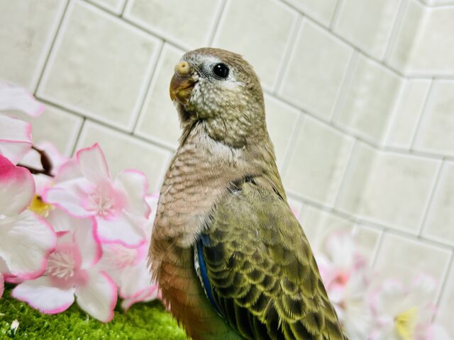 アキクサインコ（秋草インコ）