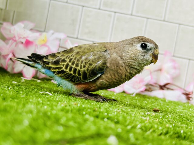 アキクサインコ（秋草インコ）