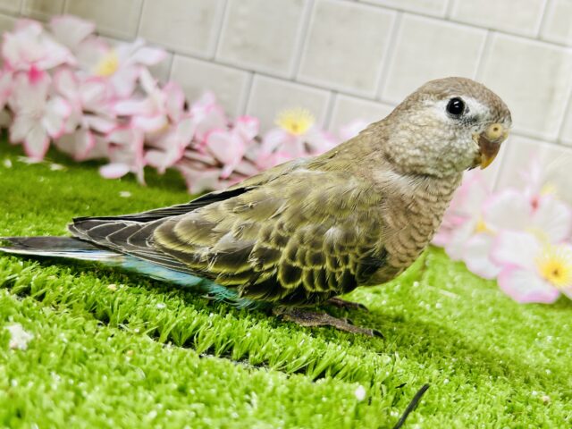 アキクサインコ（秋草インコ）