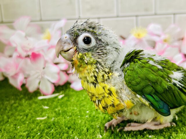 ワキコガネウロコインコ