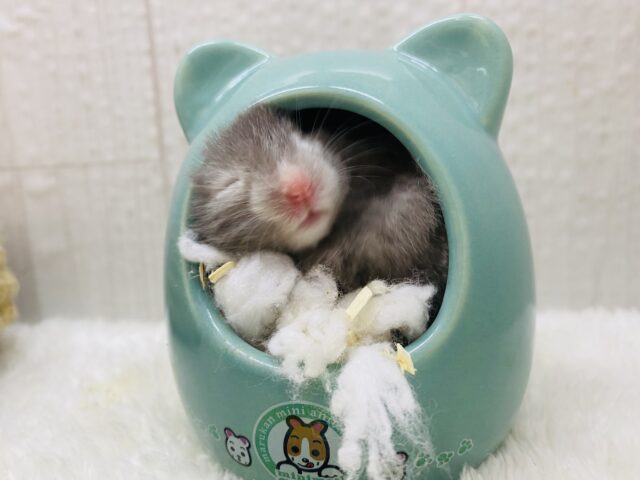 ゴールデンハムスター