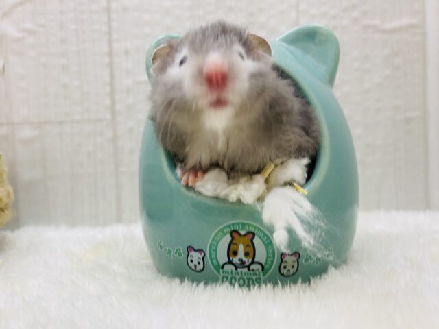 ゴールデンハムスター