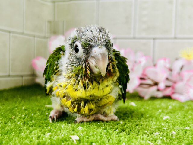 ワキコガネウロコインコ