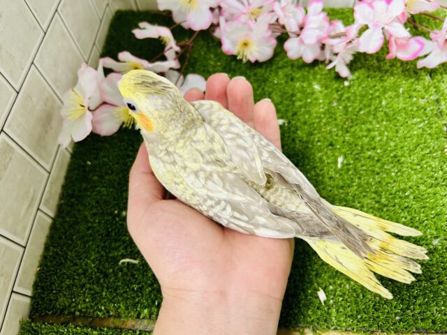 オカメインコ