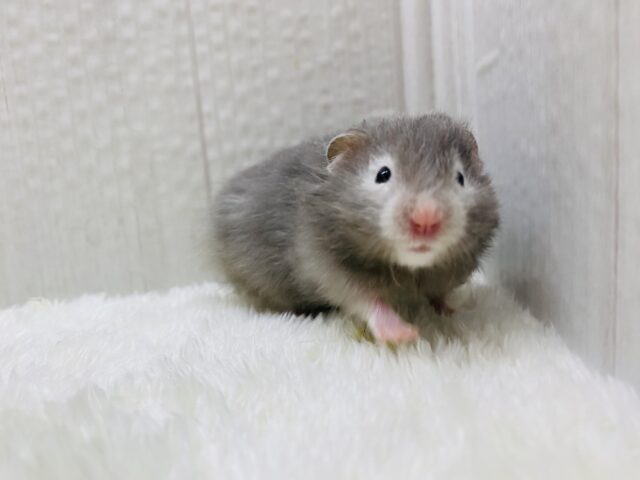 ゴールデンハムスター