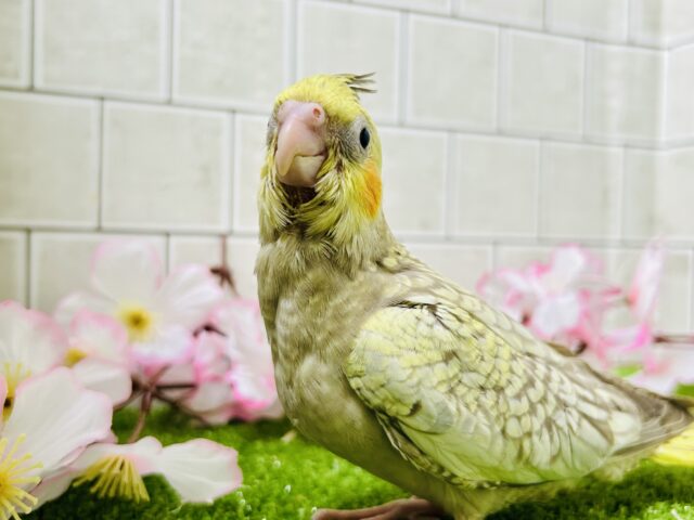 オカメインコ
