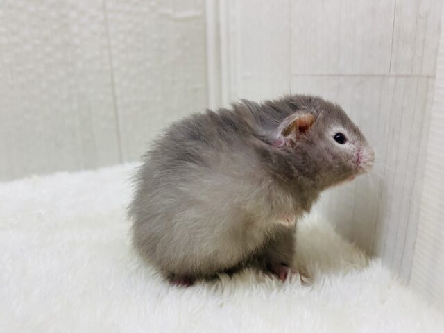 ゴールデンハムスター