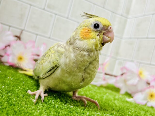 オカメインコ