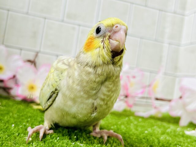 オカメインコ