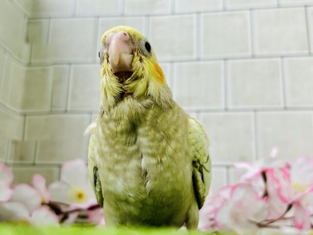 オカメインコ