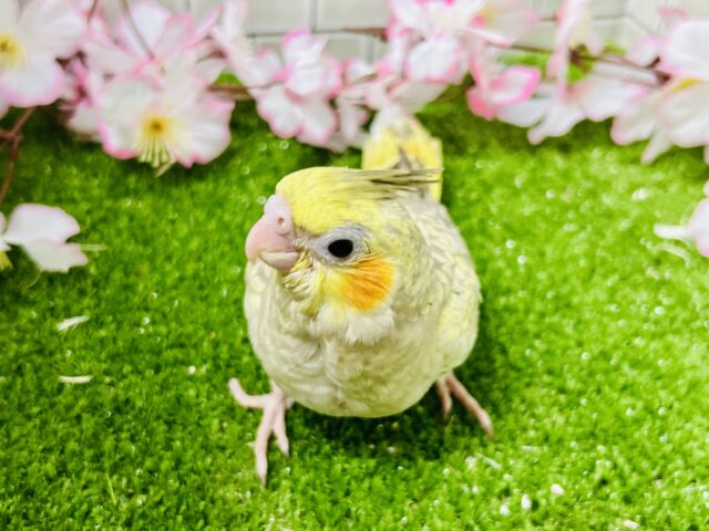 オカメインコ