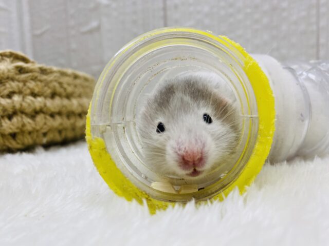 ゴールデンハムスター