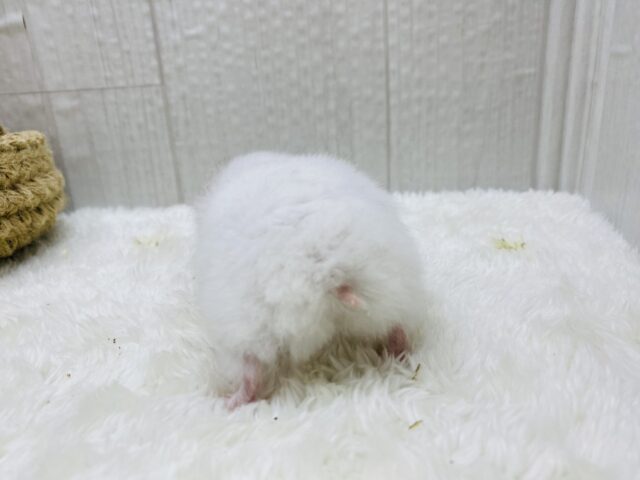 ゴールデンハムスター