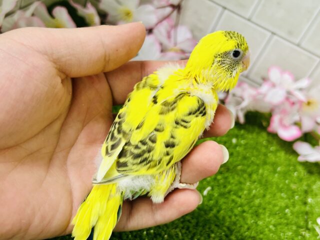 セキセイインコ