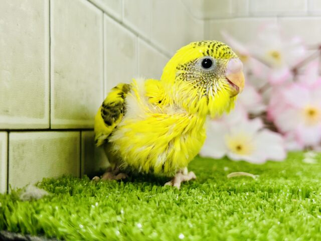 セキセイインコ