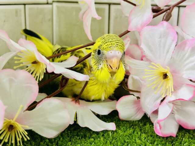 セキセイインコ