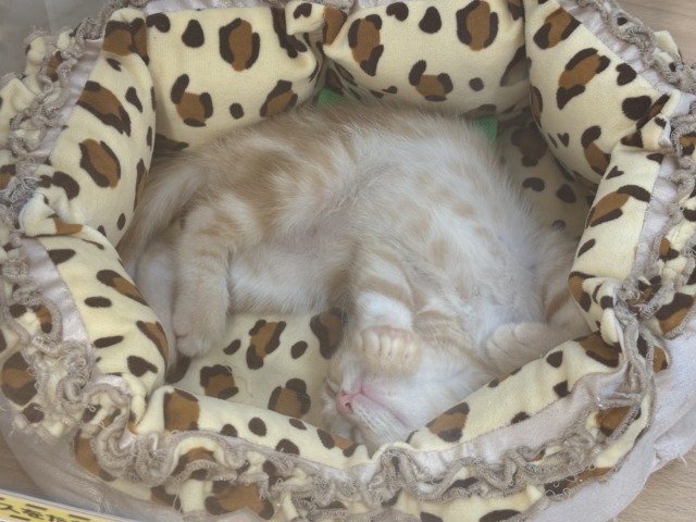 アメリカンショートヘア