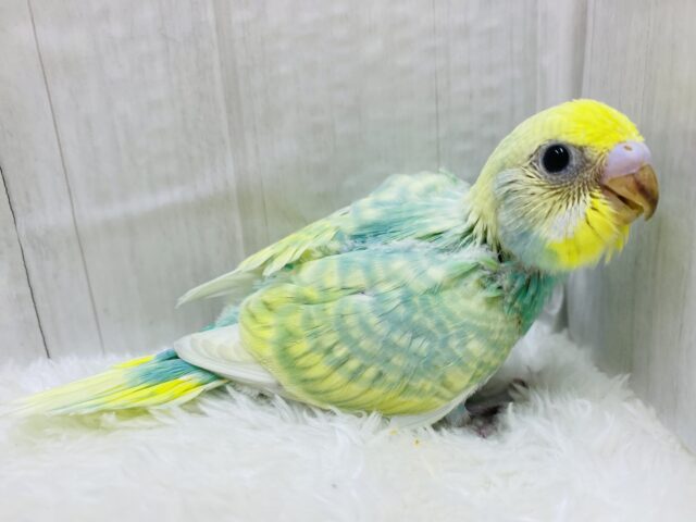 セキセイインコ