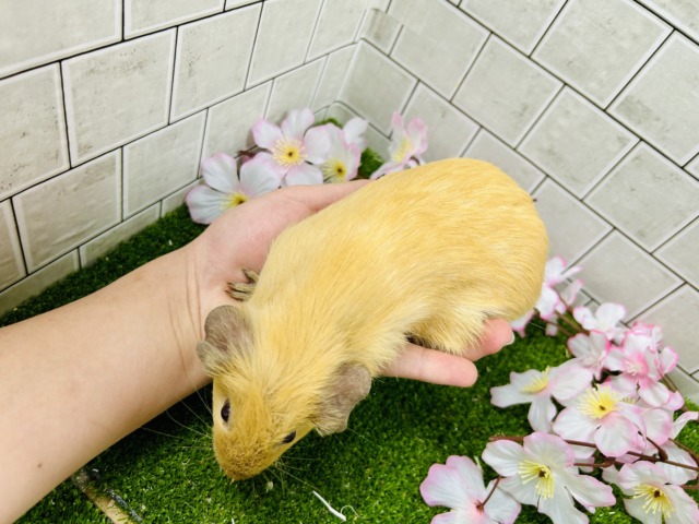 ロシアンモルモット