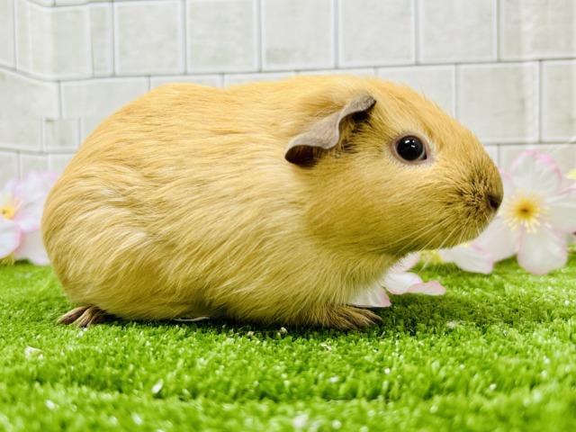 ロシアンモルモット