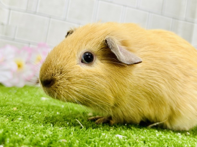 ロシアンモルモット