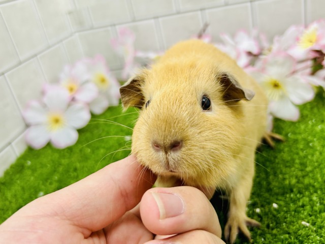 ロシアンモルモット