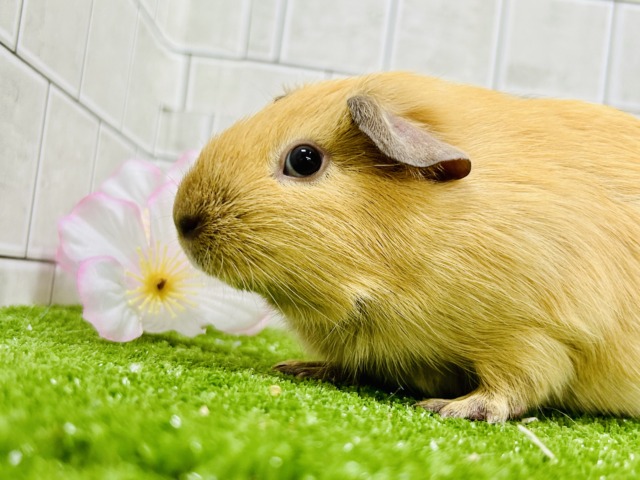 ロシアンモルモット