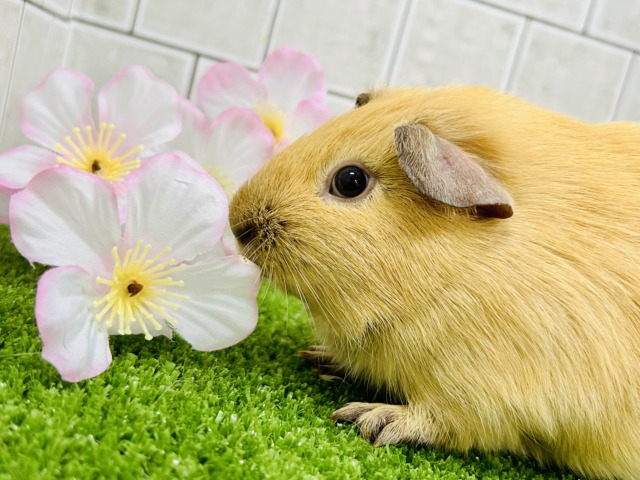 ロシアンモルモット